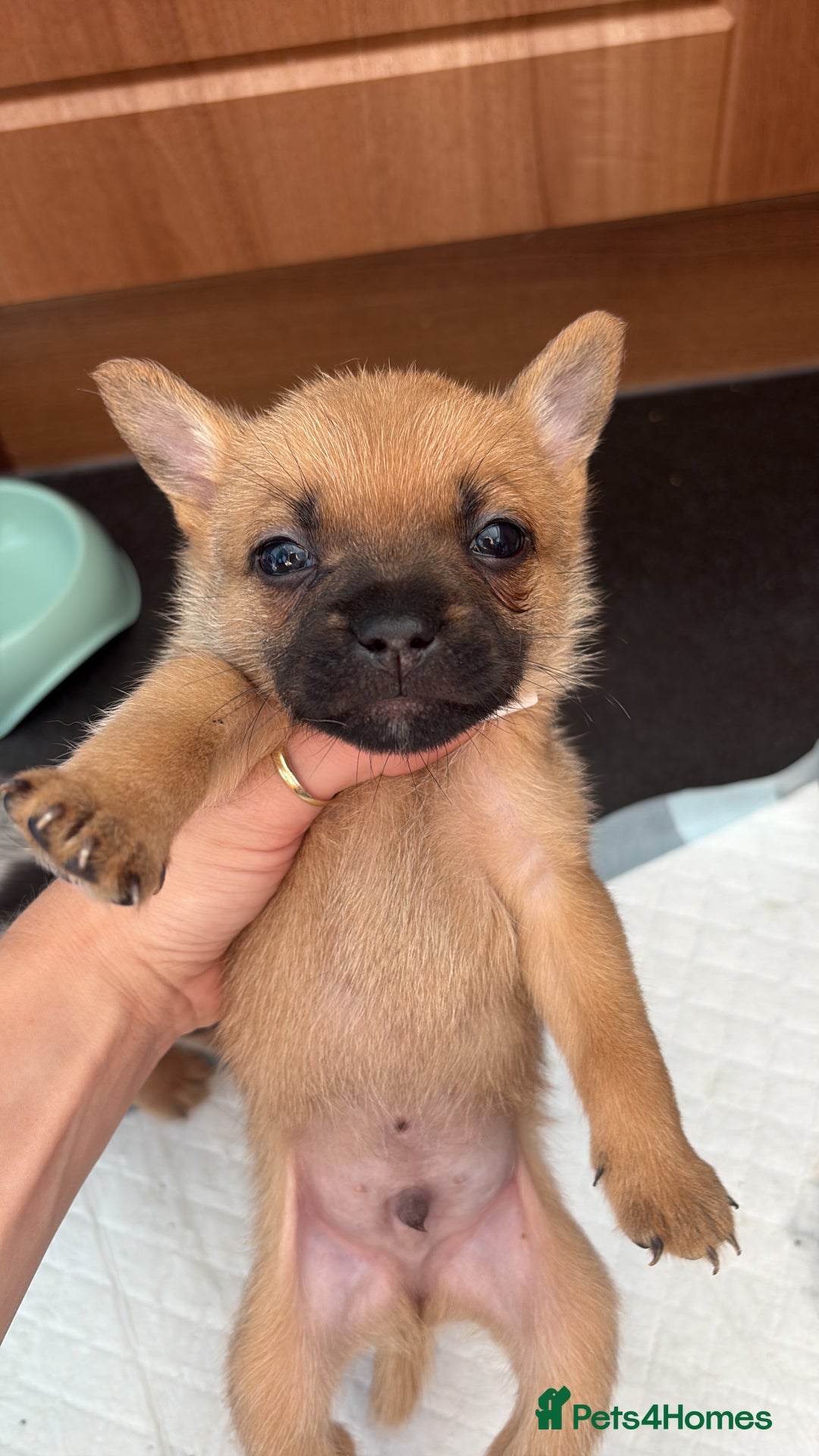 Mixed Breed dogs for sale: FrenchieXPomeranian  - Image 17