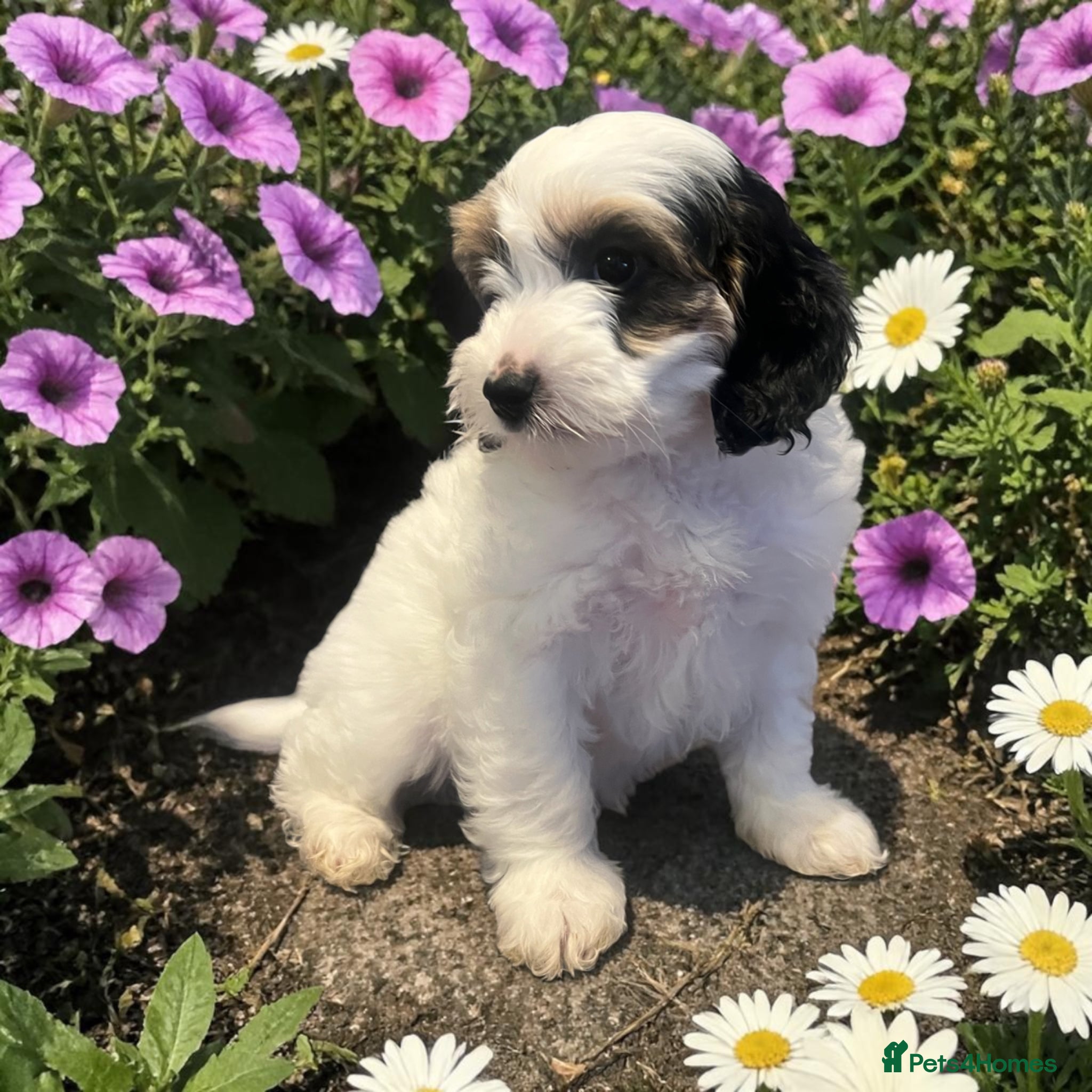 Australian Labradoodle dogs Ready to go health tested vaccinated gorgeous 🐶 - Advert 2
