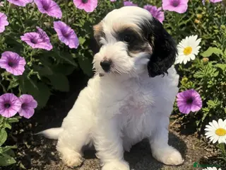Australian Labradoodle dogs Ready to go health tested vaccinated gorgeous 🐶 - Advert 2