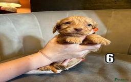Cockapoo dogs for sale: Lovely Male Cockapoo puppies.  - Image 6