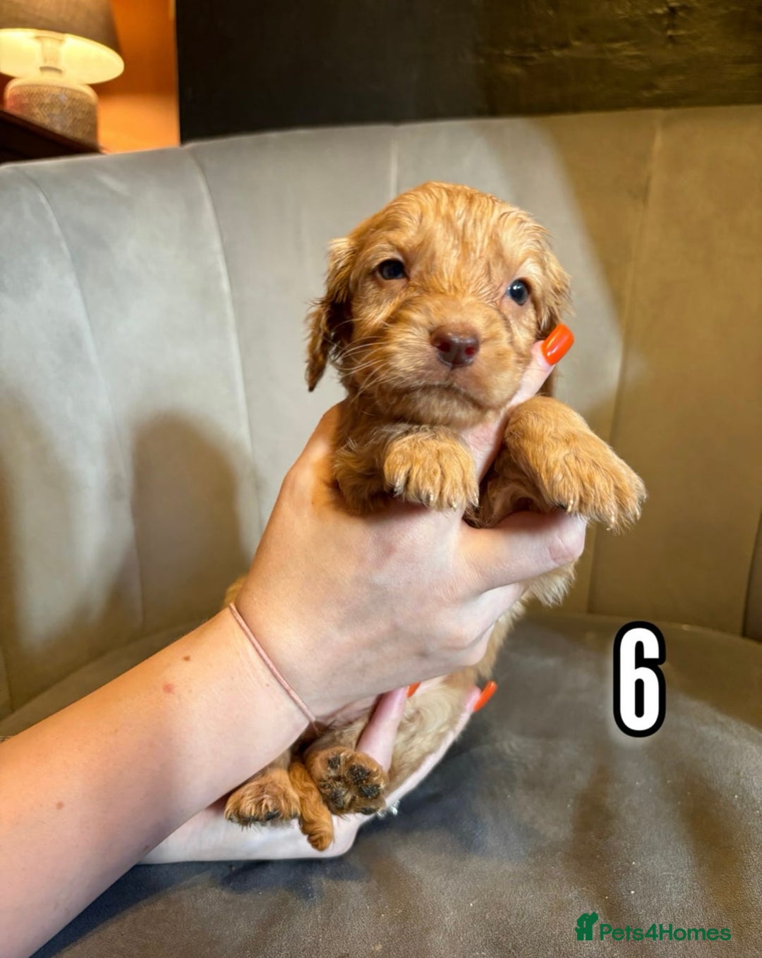 Cockapoo dogs for sale: Lovely Male Cockapoo puppies.  - Image 6