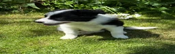 Border Collie dogs for sale: Litter of three striking Border Collie puppies  in Witney - Advert 21