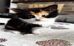 Domestic Shorthair cats for sale: Beautiful and adorable kittens for sale☺️ - Image 24