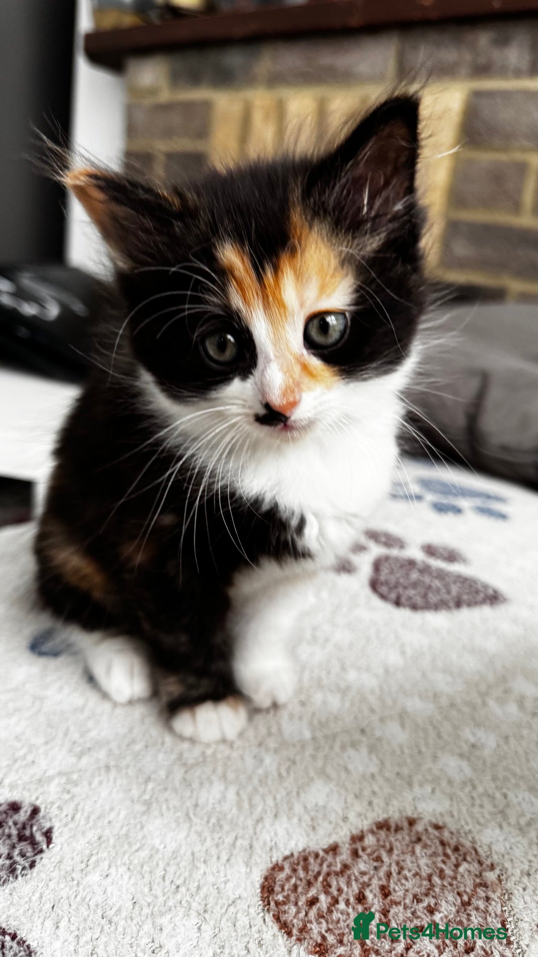 Domestic Shorthair cats for sale: Beautiful and adorable kittens for sale☺️ - Image 24
