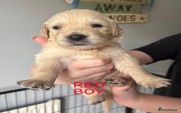 Golden Retriever dogs for sale: Quality KC golden retriever puppies  - Image 11