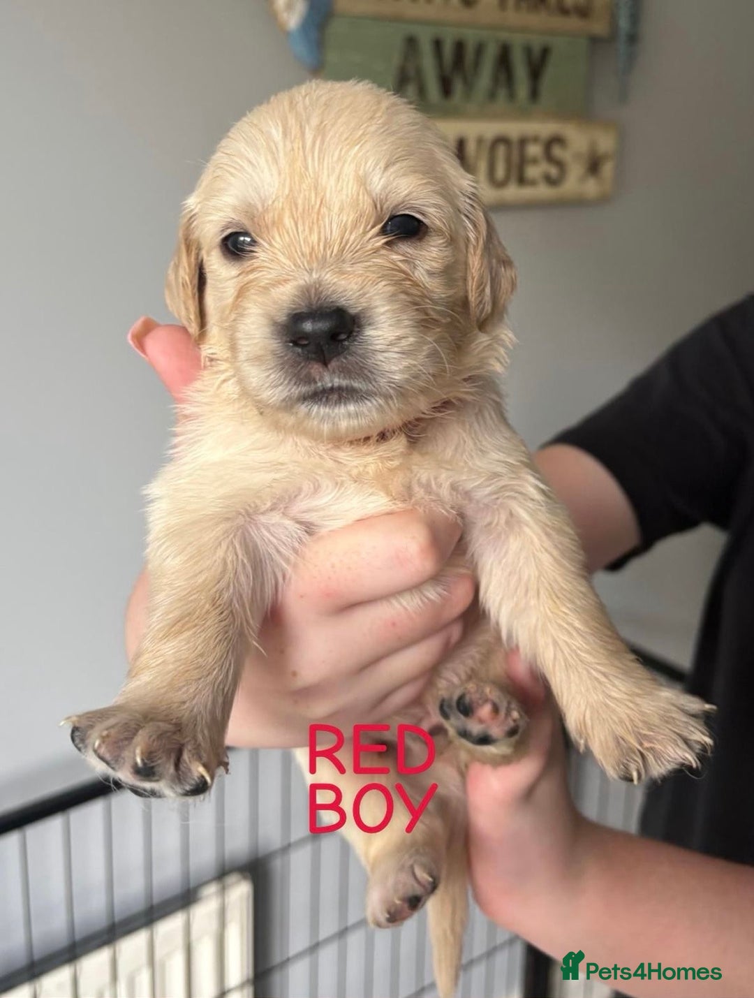 Golden Retriever dogs for sale: Quality KC golden retriever puppies  - Image 11