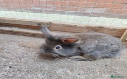 Mixed Breed rabbits for sale: Rabbit babies - Image 6