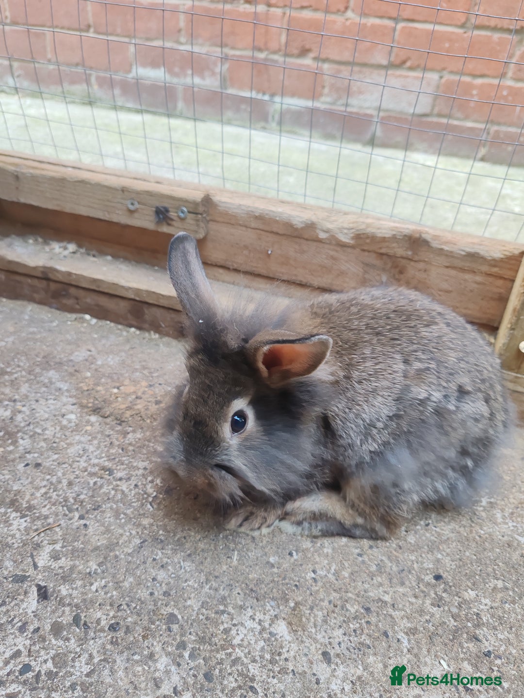 Mixed Breed rabbits for sale: Rabbit babies - Image 6