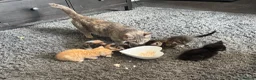 Mixed Breed cats for sale: 5 Beautiful Kittens for Sale - Advert 5