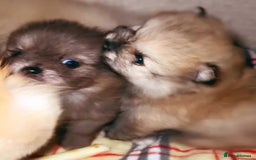 Pomeranian dogs for sale: ✨🐶SPECIAL SMALL SKY🩵BLUE 👀 POMS🐶✨ - Image 28