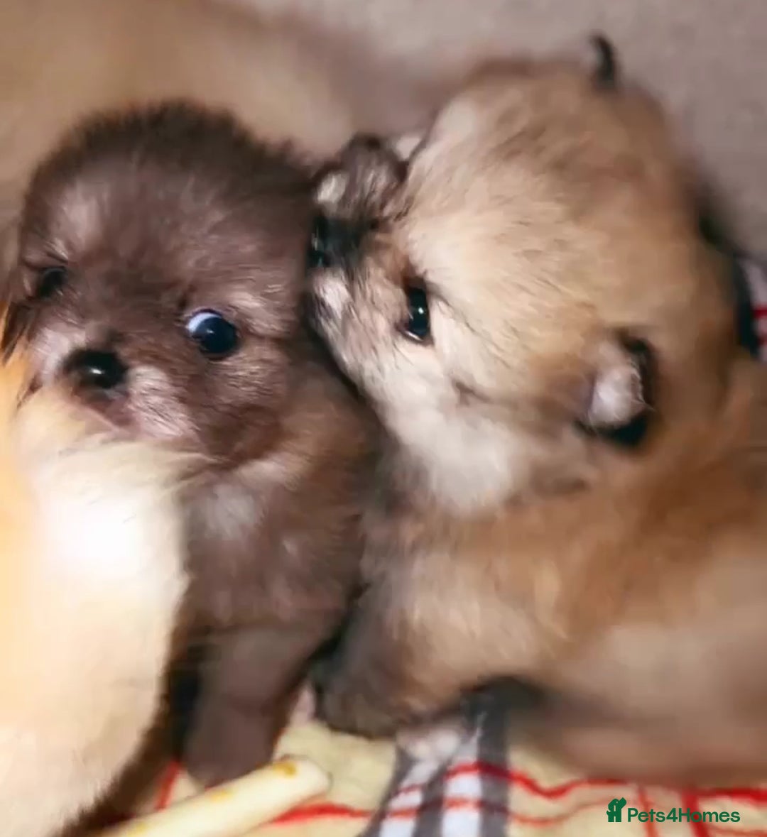 Pomeranian dogs for sale: ✨🐶SPECIAL SMALL SKY🩵BLUE 👀 POMS🐶✨ - Image 28