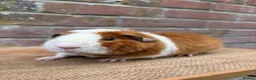 Guinea Pig rodents for sale: Handsome boars  - Advert 5