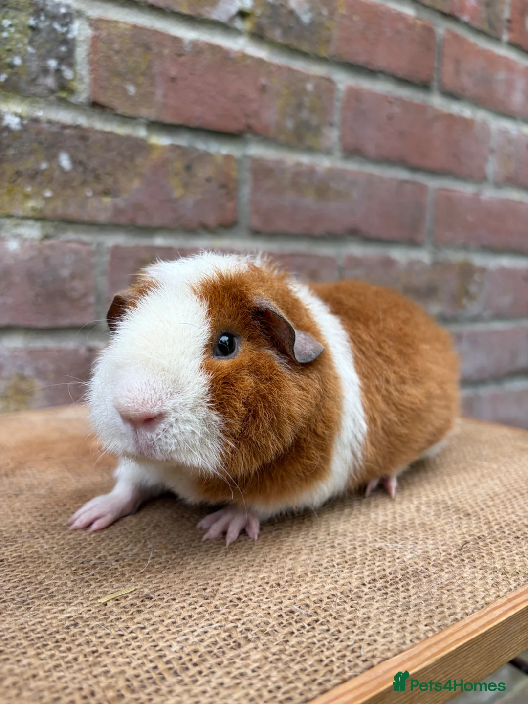Guinea Pig rodents for sale: Handsome boars  - Advert 5