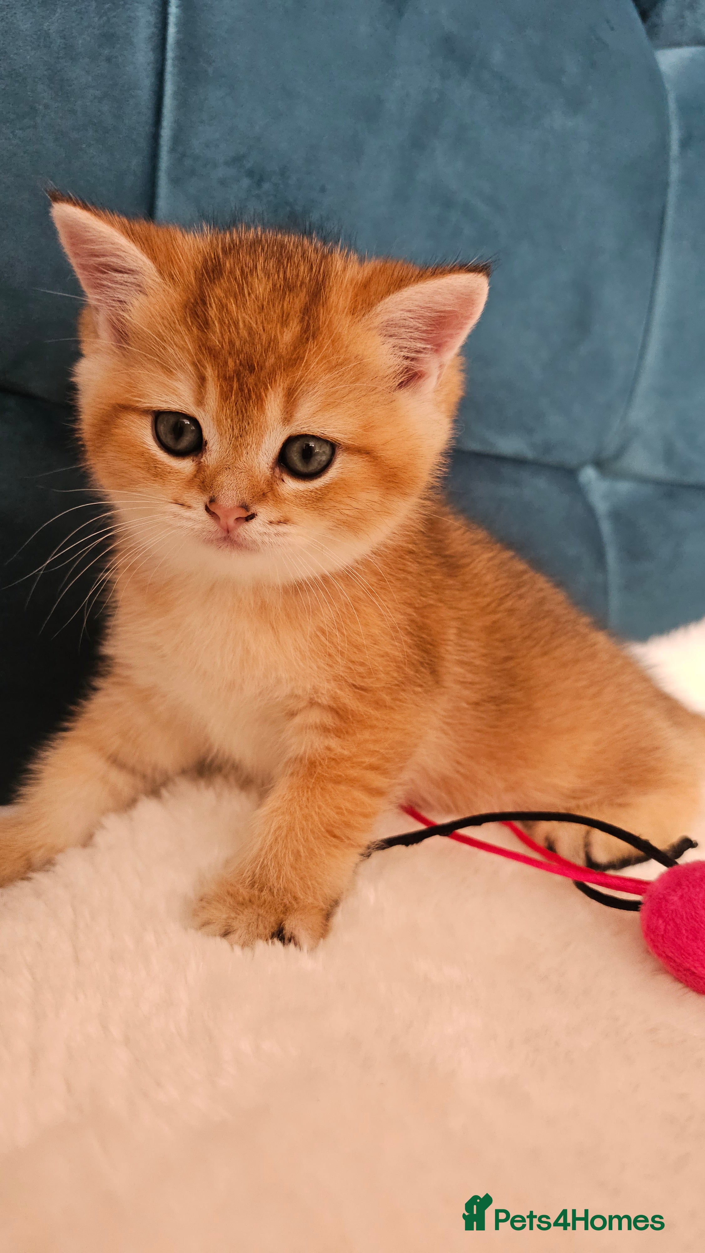 Scottish Fold cats TICA reg😼LAST STUNNING BOY LEFT😼FOR RESERVATION - Advert 5