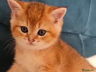 Scottish Fold cats TICA reg😼LAST STUNNING BOY LEFT😼FOR RESERVATION - Advert 5