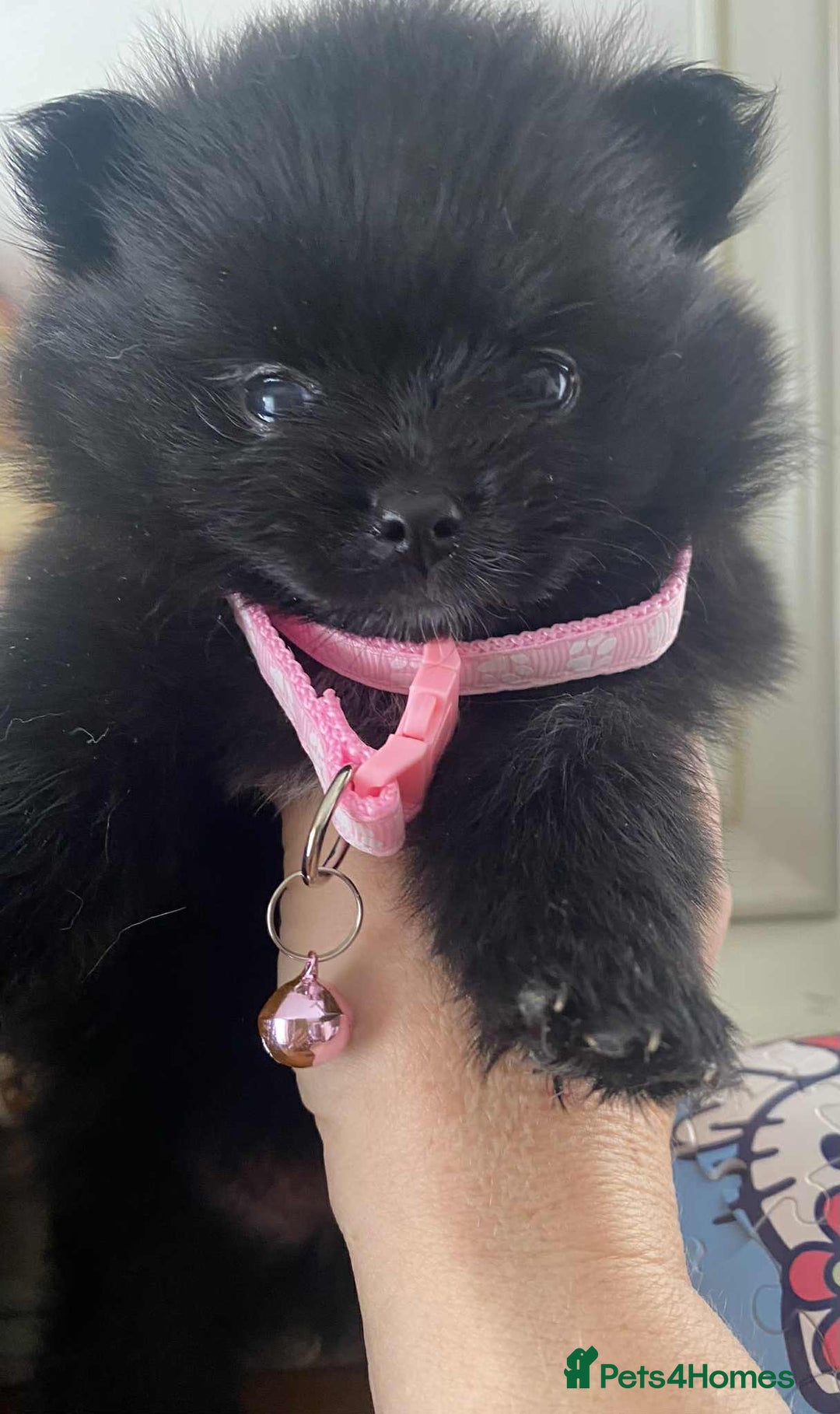 Pomeranian dogs for sale: Pomeranian puppies  - Image 16