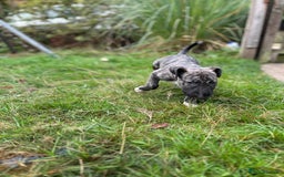 English Bull Terrier dogs for sale: English Bull Terrier Pups(Small Umbilical Hernias) - Image 8