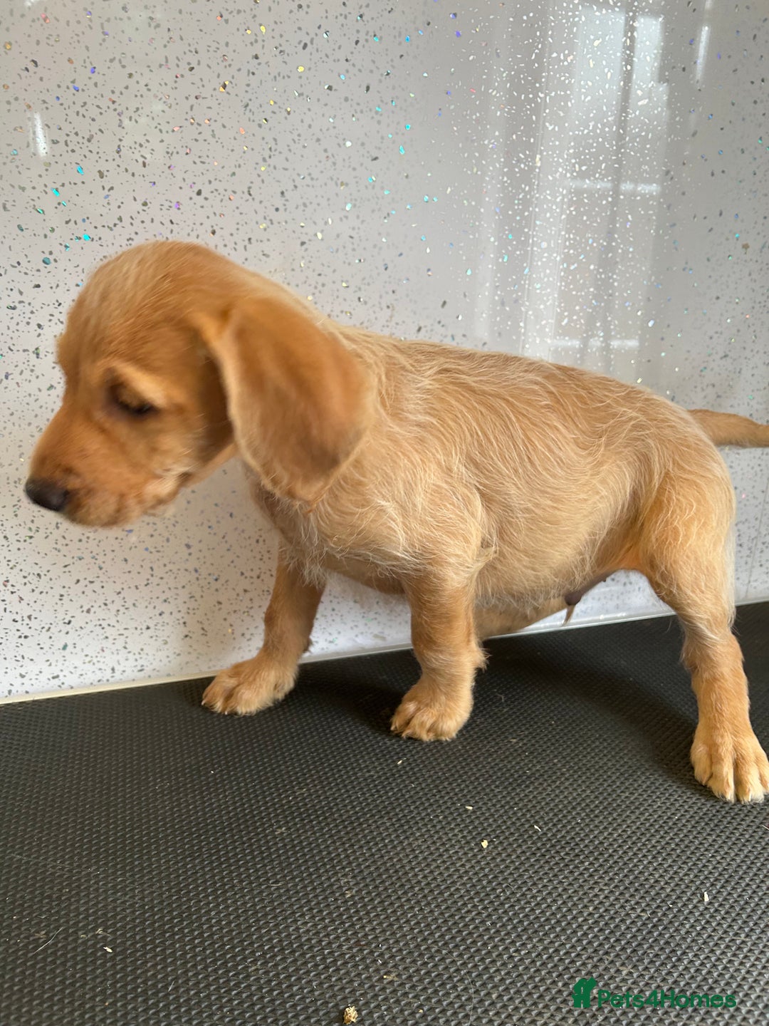 Mixed Breed dogs for sale: Stunning vizapoo puppies  - Image 12