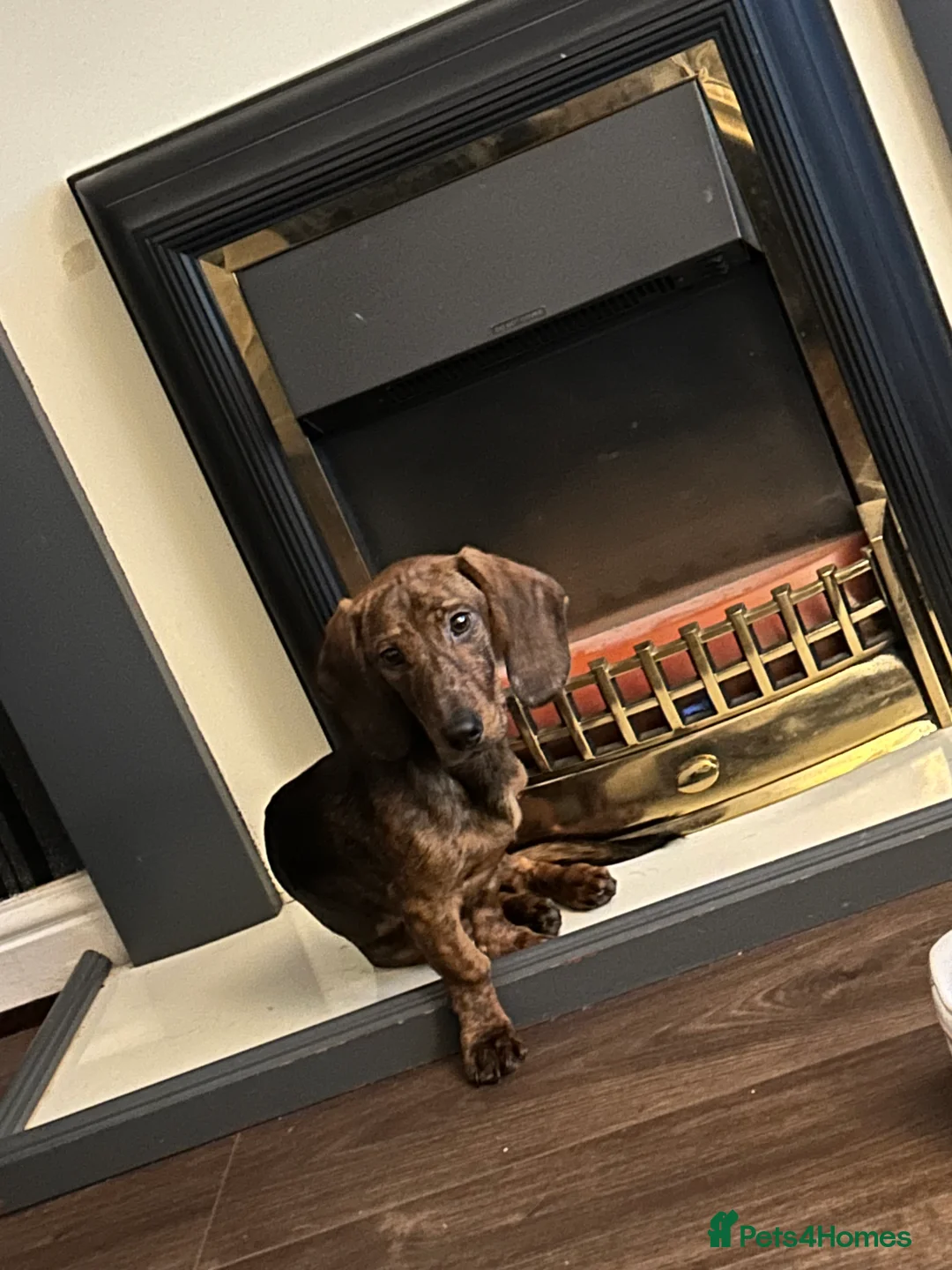 Mixed Breed dogs for sale: Male Dachshund cross for Sale  in Rowley Regis - Advert 3