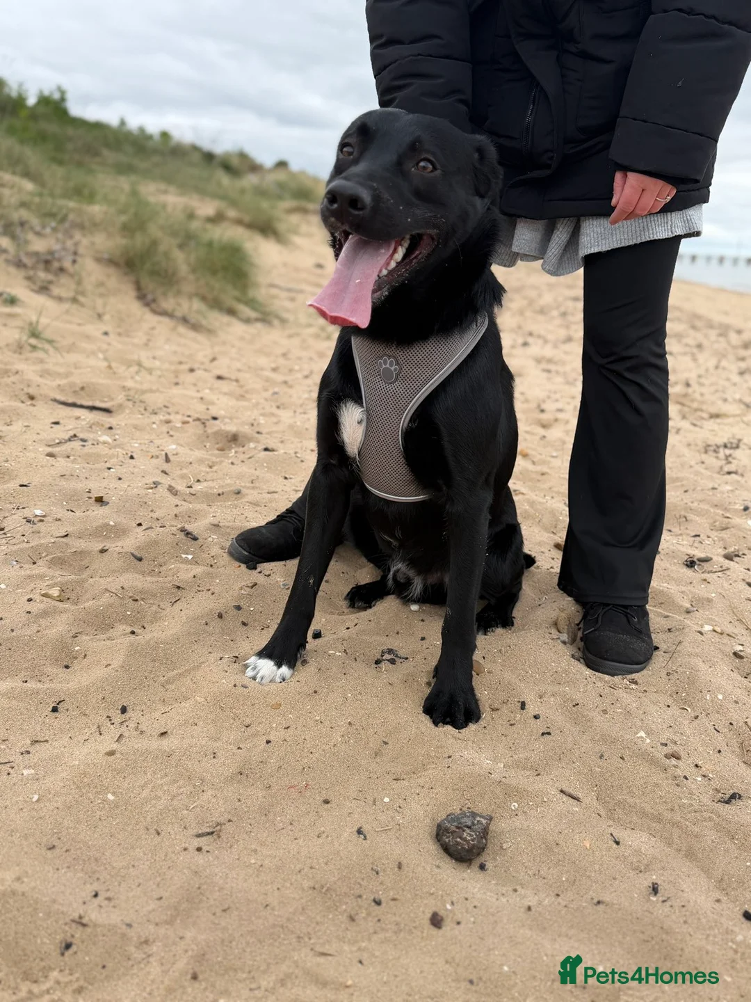 Borador dogs for sale: Bear  - Advert 3