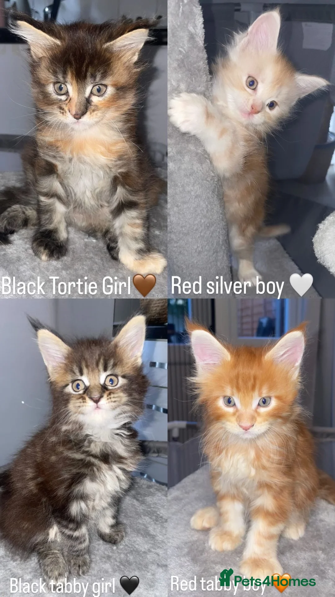 Maine Coon cats for sale: Rare Red Silver Maine Coon Kittens Available  - Advert 2