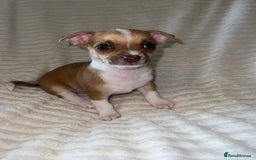 Chihuahua dogs for sale: Chihuahua puppies girls and boys - Image 3