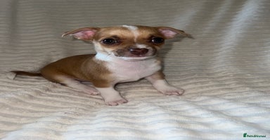 Chihuahua dogs - Advert 1
