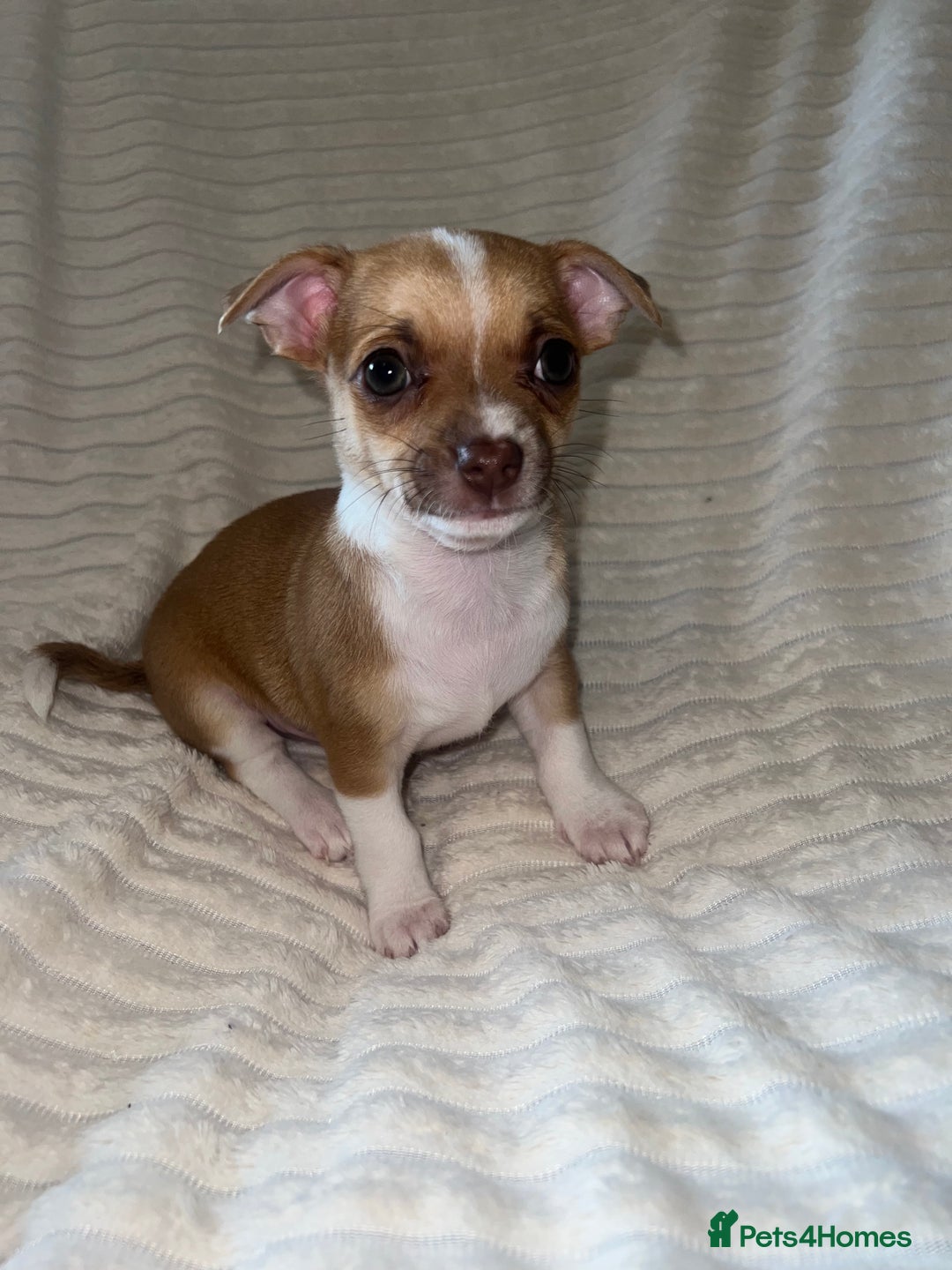 Chihuahua dogs for sale: Chihuahua puppies girls and boys - Image 3