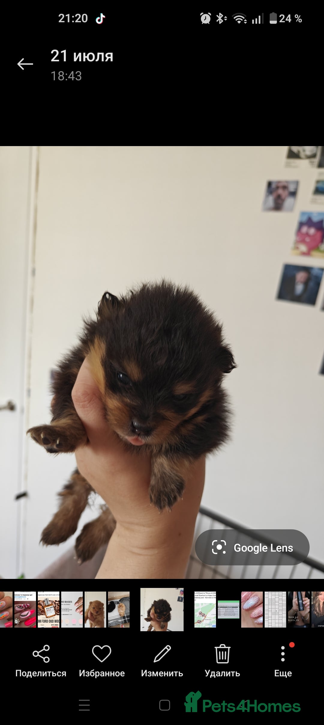 Pomeranian dogs for sale: Pomeranian girls  - Image 8