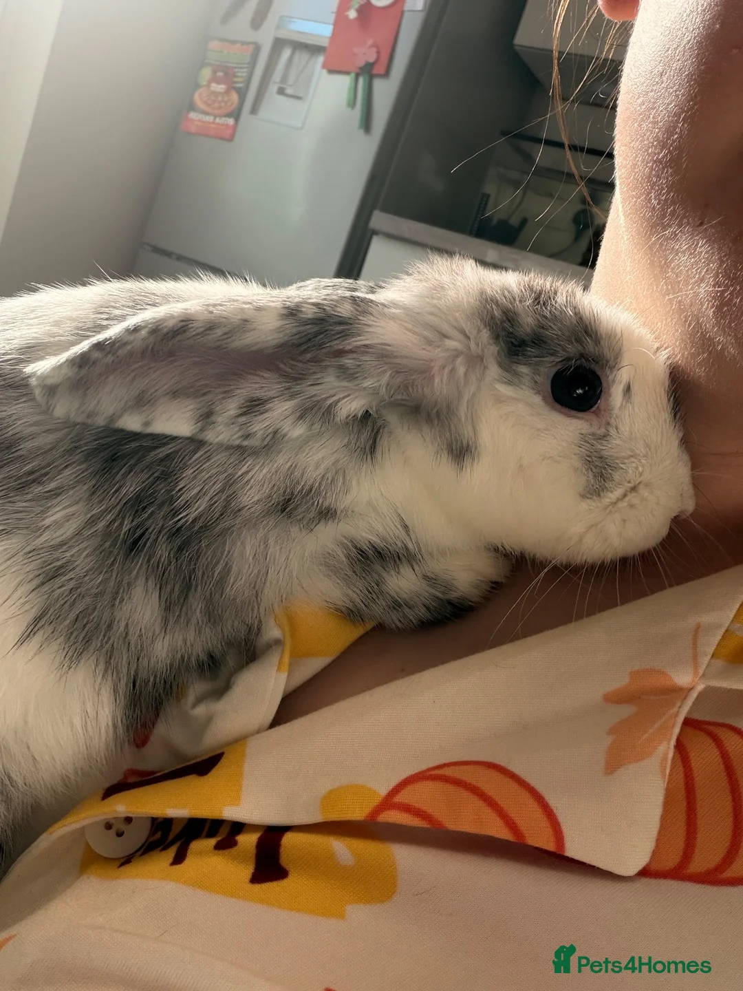 Dwarf Lop rabbits for sale: Beautiful dwarf lop bunny in Skegness - Advert 2