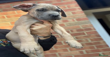 Cane Corso dogs - Advert 12
