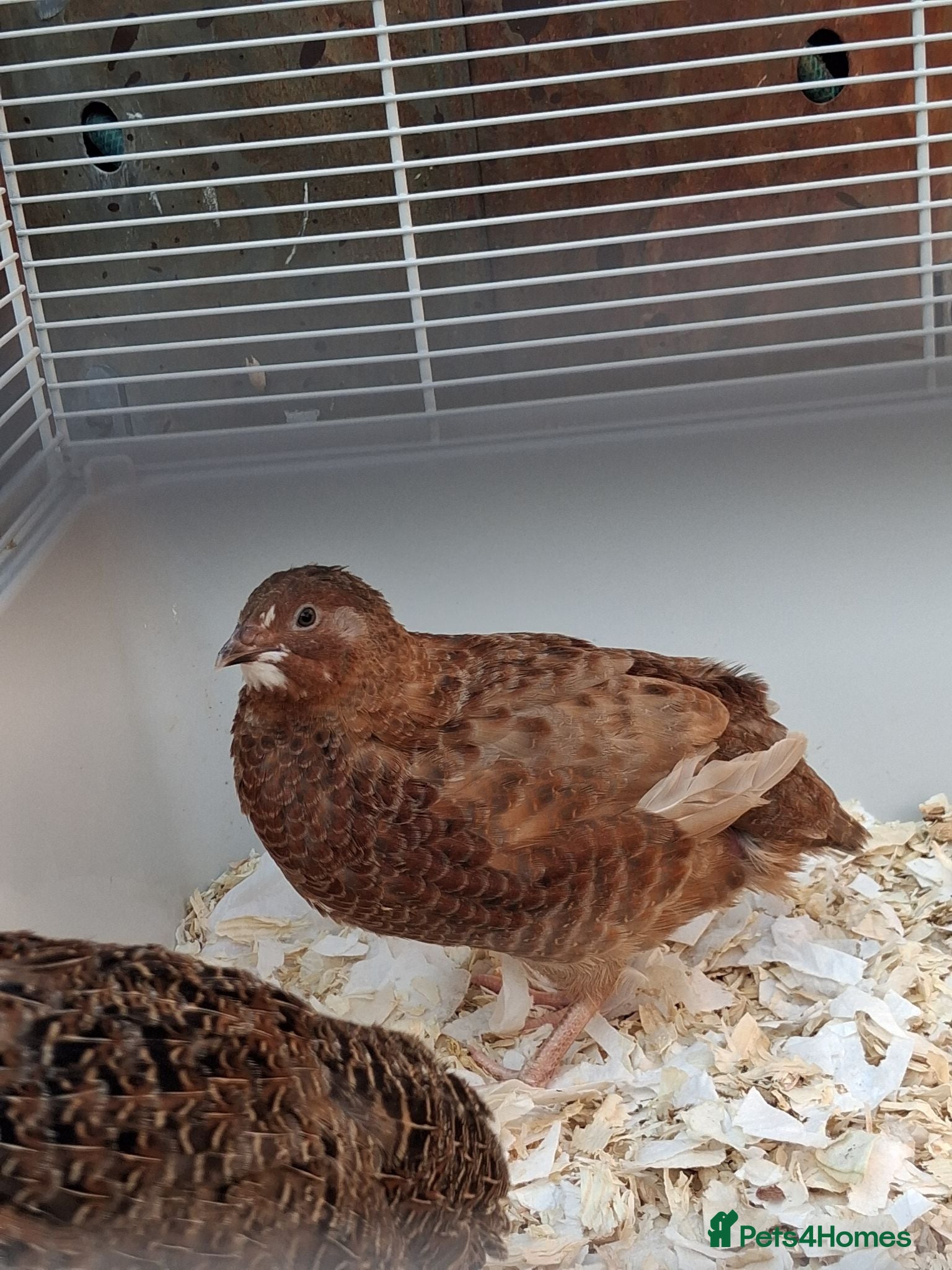 Quail poultry Two male couternix Quails  - Advert 1