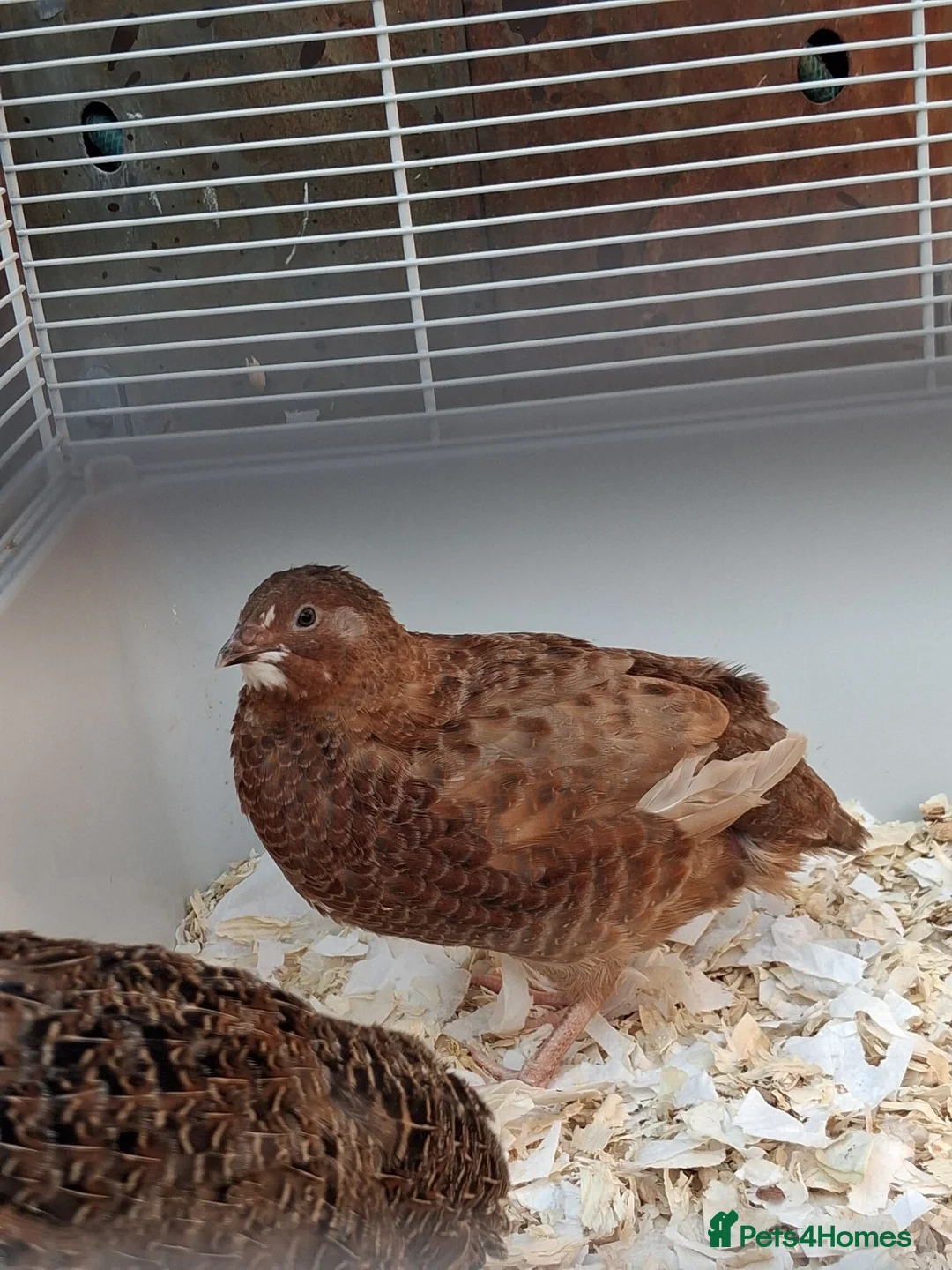 Quail poultry for sale: Two male couternix Quails  - Advert 1