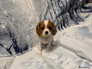 Cavalier King Charles Spaniel dogs Cavalier king charles puppies - Advert 2