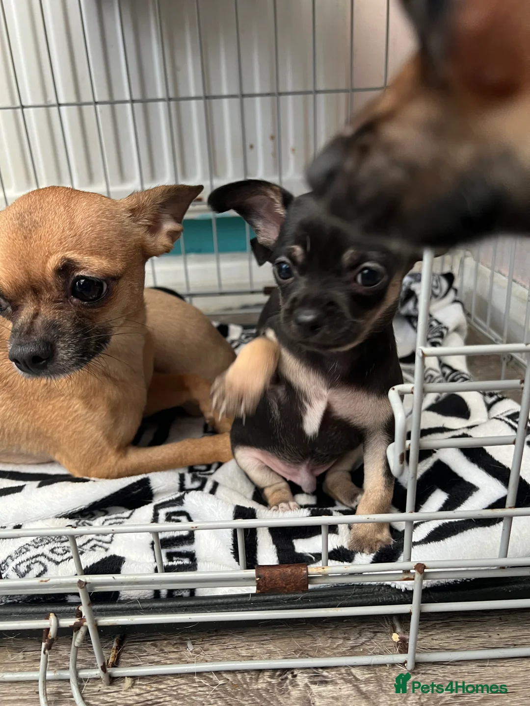 Chihuahua dogs for sale: Full breed chihuahua lovely puppies  - Advert 11