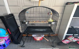 Parakeets birds for sale: Quaker parrot/monk parakeet  - Image 1
