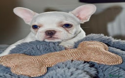 French Bulldog dogs for sale: Male French Bull Dog Platinum White - Image 1