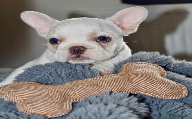 French Bulldog dogs - Advert 16