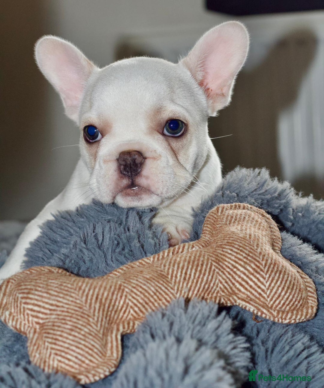 French Bulldog dogs for sale: Male French Bull Dog Platinum White - Image 1