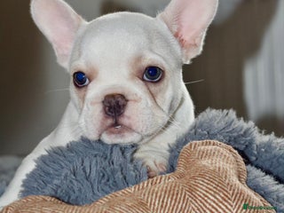 French Bulldog dogs - Advert 11