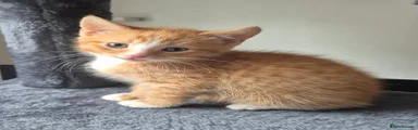 Mixed Breed Orange & White Kitten 
