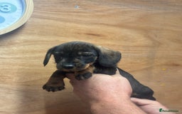 Dachshund dogs for sale: Ready now standard Wirehair dachshund (teckel)  - Image 7