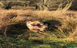 German Shepherd dogs for sale: 8 beautiful long haired German shepherd puppies  - Image 13