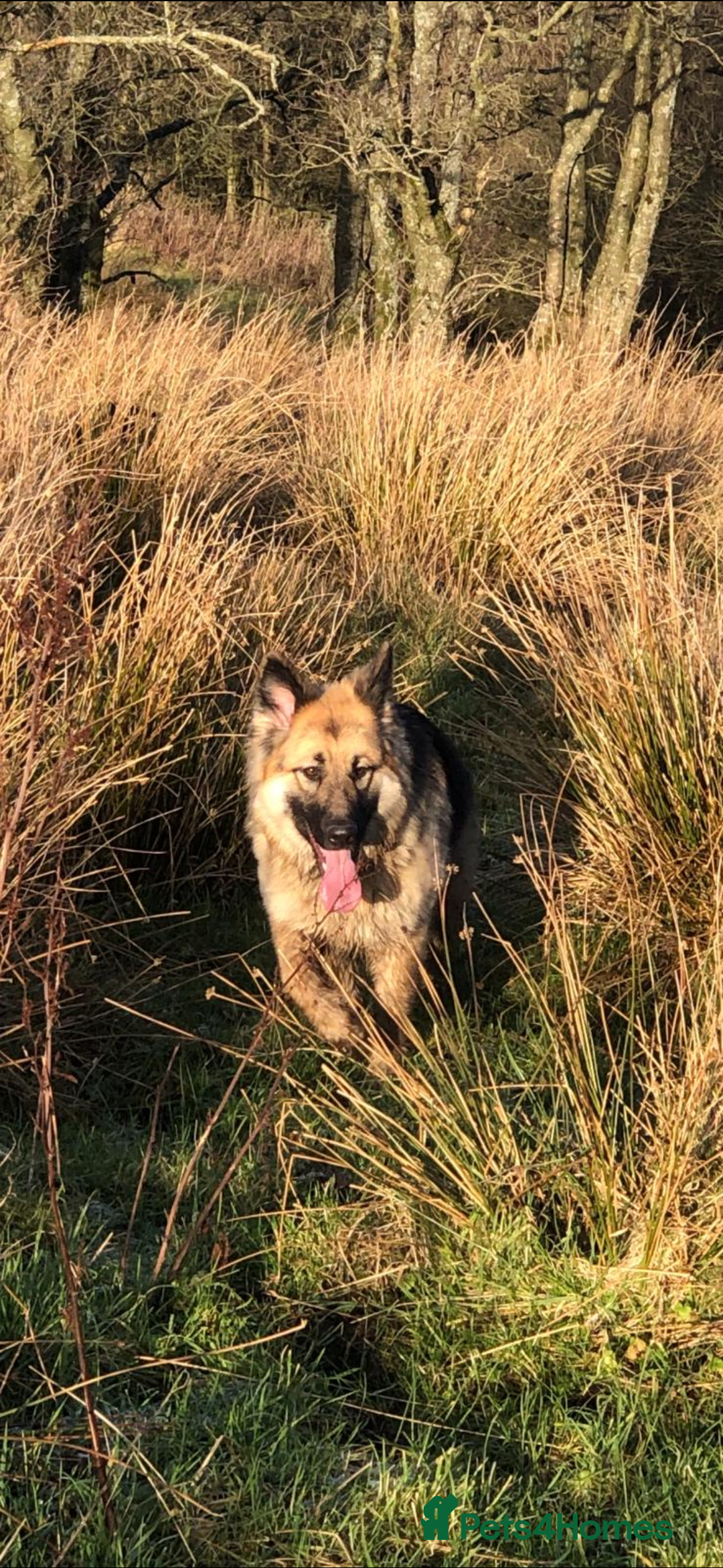 German Shepherd dogs for sale: 8 beautiful long haired German shepherd puppies  - Image 13