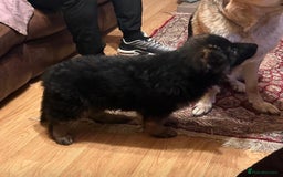 German Shepherd dogs for sale: German Shepherd Pups For Sale - Advert 2