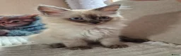 Ragdoll cats for sale: Beautifull ragdoll - Advert 12