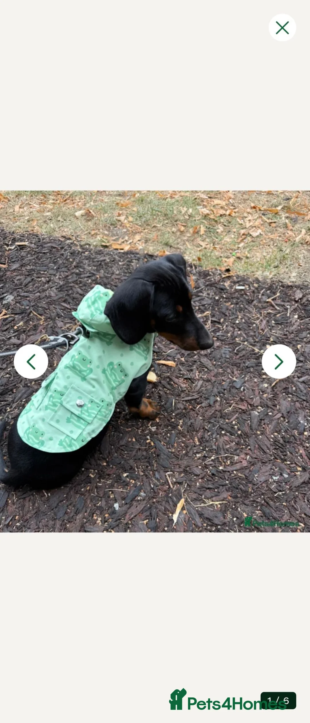 Dachshund dogs for sale: 2 girls one boy 8 months old in Diss - Advert 2