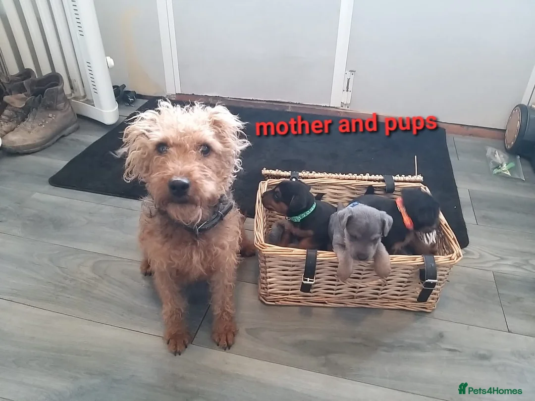 Lakeland Terrier dogs for sale: Gorgeous lakeland terrier puppies for sale  - Advert 2