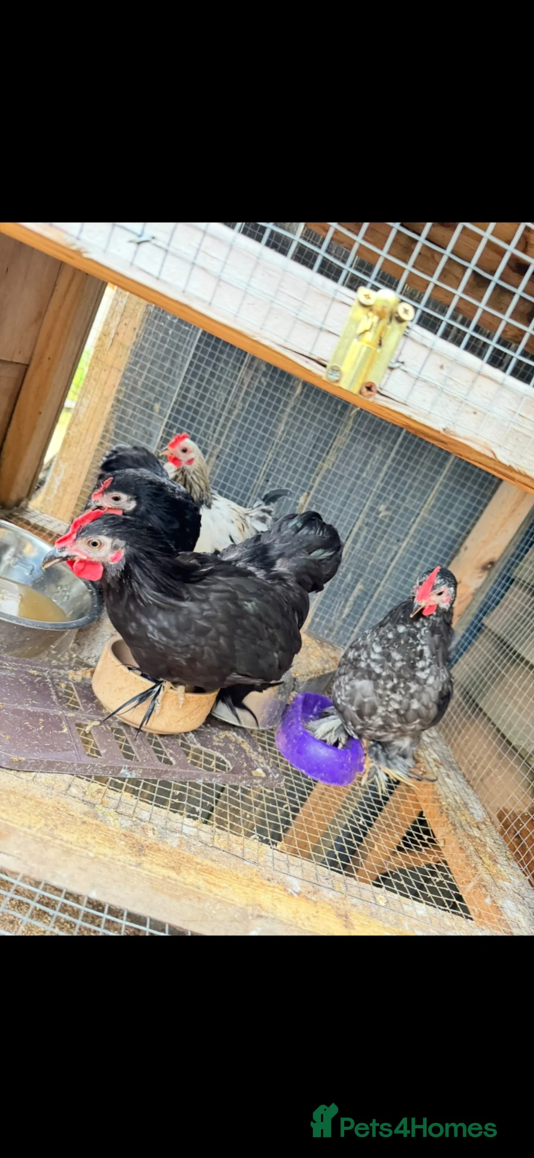 Chickens poultry for sale: Chickens  - Advert 4