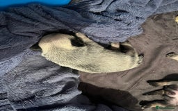 Pug dogs for sale: Adorable chunky pug puppies deposits taken now  - Advert 4